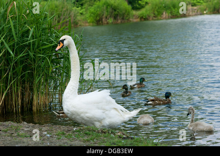 Schwan kommt an Land. Zusätzlich zu den Küken und Enten. Stockfoto