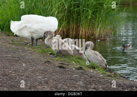 Schwan kommt an Land. Zusätzlich zu den Küken und Enten. Stockfoto