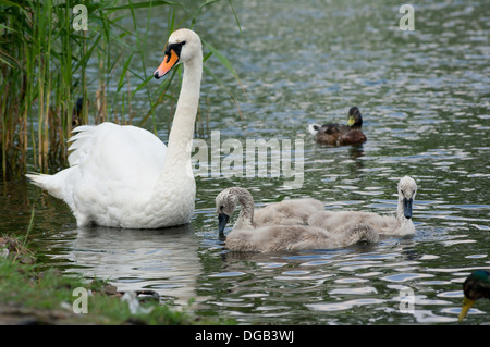 Schwan kommt an Land. Zusätzlich zu den Küken und Enten. Stockfoto