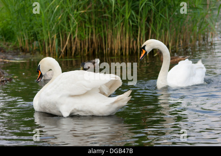 Schwan kommt an Land. Zusätzlich zu den Küken und Enten. Stockfoto