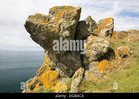 Flechten Sie auf Felsen oberhalb der Klippen in der Nähe von Mullion Cove, Cornwall, UK. Stockfoto