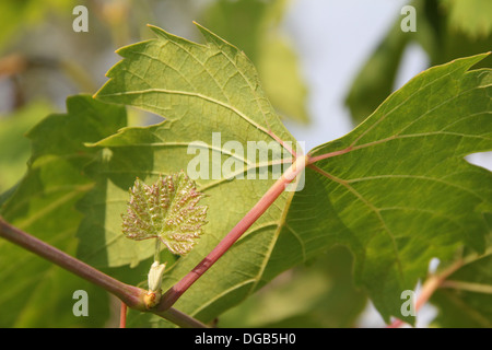 Blätter auf eine Weinrebe in Italien Stockfoto