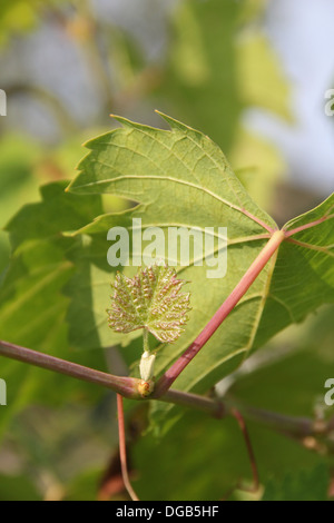 Blätter auf eine Weinrebe in Italien Stockfoto