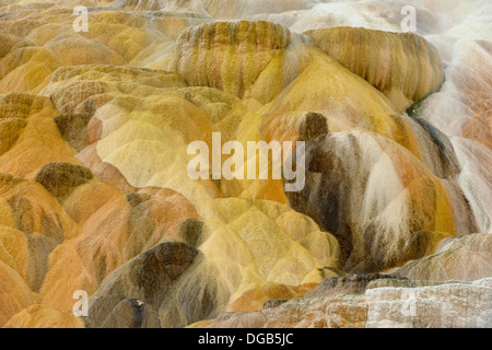 Travertin-Einlagen und Terrassen an Palette Frühling Mammoth Hot Springs Yellowstone NP Wyoming USA Stockfoto