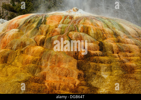 Travertin-Einlagen nächster Hügel Thermalquelle Mammoth Hot Springs Yellowstone NP Wyoming USA Stockfoto