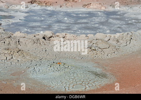 Die brodelnde Schlamm am Fountain Paint Pots Yellowstone NP Wyoming USA Stockfoto