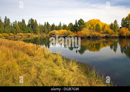 Espe Bäume wiederum Gold entlang des Deschutes River Trail in der Nähe von Bend, Oregon, im Herbst Stockfoto