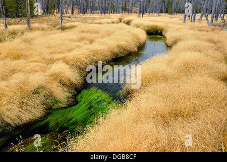 Toten Baumstümpfe und Gräser in der Nähe von Obsidian Creek Yellowstone NP Wyoming USA Stockfoto