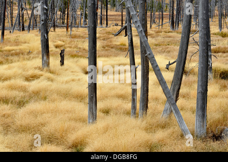 Toten Baumstümpfe und Gräser in der Nähe von Obsidian Creek Yellowstone NP Wyoming USA Stockfoto