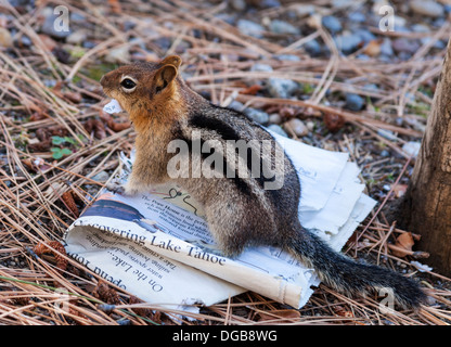 Streifenhörnchen kaut Zeitung Links in der Nähe von Musée Baldwin an der Tallac Historic Site in South Lake Tahoe Stockfoto