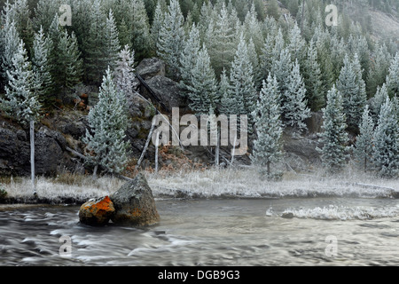 Morgen Frost um die Gibbon River in der Nähe von Beryl Frühling Yellowstone NP Wyoming USA Stockfoto