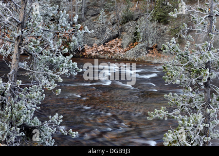 Mattierte Bäume in der Nähe von Gibbon River Yellowstone NP Wyoming USA Stockfoto