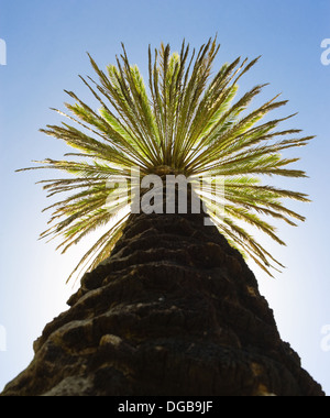 Grüne schöne Palme gegen den blauen Himmel. Ansicht von unten Stockfoto