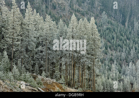 Mattierte Bäume in der Nähe von Gibbon River Yellowstone NP Wyoming USA Stockfoto