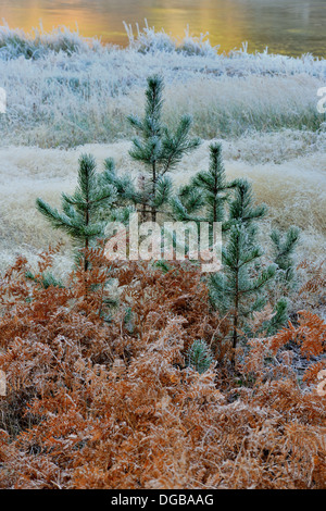 Mattierte Farne und Kiefern in einem Waldgebiet in der Nähe von Gibbon River Yellowstone NP Wyoming USA Stockfoto