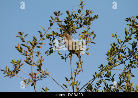 Ein Kalifornien Thrasher (Toxostoma Redivivum) singt im frühen Morgenlicht. Vor allem in Kalifornien und Baja California gefunden. Stockfoto