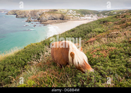 Shetland-Ponys für Erhaltung Beweidung zu invasiven Ginster Steuern Gestrüpp auf Moorland oberhalb Portreath an der Norden Cornwalls Küste, UK. Stockfoto