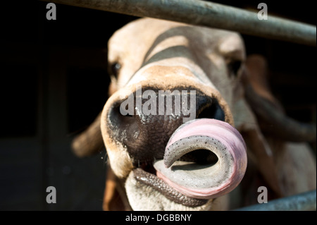 Kühe-Zunge Stockfoto