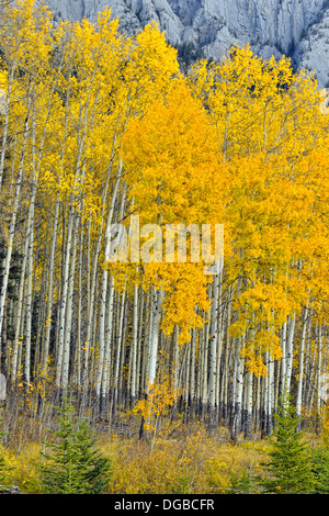 Herbst Espen entlang des Bow River Parkway Banff Nationalpark Alberta Kanada Stockfoto