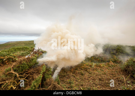 Clearing-invasive Gorse-Peeling auf der Heide über die Klippen an der Küste Bosigran, Cornwall, UK. Stockfoto