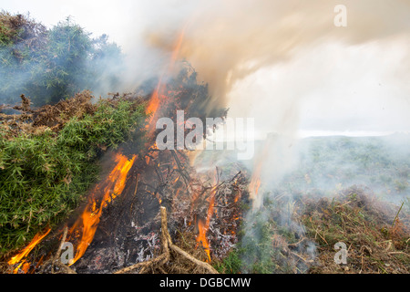 Clearing-invasive Gorse-Peeling auf der Heide über die Klippen an der Küste Bosigran, Cornwall, UK. Stockfoto