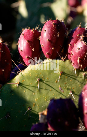 Stachelige Birne Kaktus (Opuntia Littoralis) Kalifornien USA Stockfoto