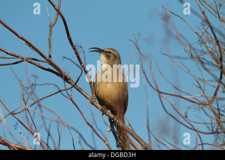 Ein Kalifornien Thrasher (Toxostoma Redivivum) singt im frühen Morgenlicht. Vor allem in Kalifornien und Baja California gefunden. Stockfoto