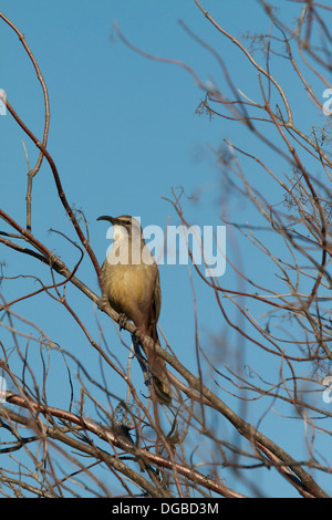 Ein Kalifornien Thrasher (Toxostoma Redivivum) singt im frühen Morgenlicht. Vor allem in Kalifornien und Baja California gefunden. Stockfoto