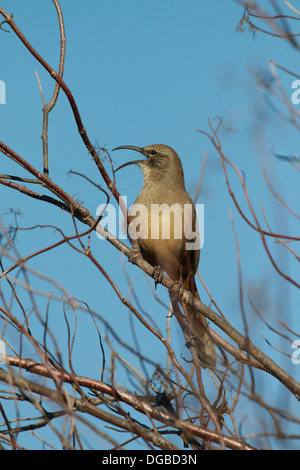 Ein Kalifornien Thrasher (Toxostoma Redivivum) singt im frühen Morgenlicht. Vor allem in Kalifornien und Baja California gefunden. Stockfoto