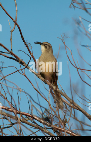 Ein Kalifornien Thrasher (Toxostoma Redivivum) singt im frühen Morgenlicht. Vor allem in Kalifornien und Baja California gefunden. Stockfoto