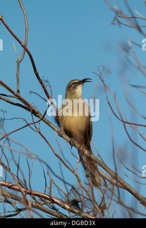 Ein Kalifornien Thrasher (Toxostoma Redivivum) singt im frühen Morgenlicht. Vor allem in Kalifornien und Baja California gefunden. Stockfoto