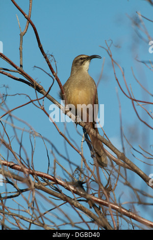 Ein Kalifornien Thrasher (Toxostoma Redivivum) singt im frühen Morgenlicht. Vor allem in Kalifornien und Baja California gefunden. Stockfoto