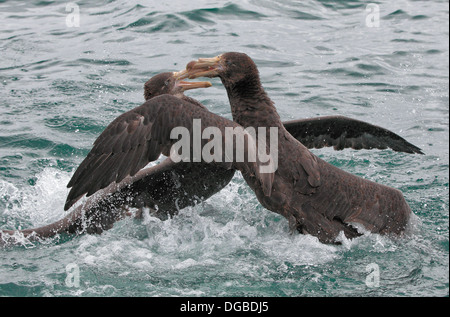 Sturmvögel kämpfen nördlichen giant Petrel Macronectes Halli Mathews, 1912 Stockfoto