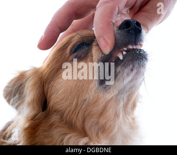 Zähne von Chihuahua vor weißem Hintergrund Stockfoto