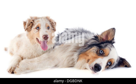 reinrassige australian Shepherds vor weißem Hintergrund Stockfoto