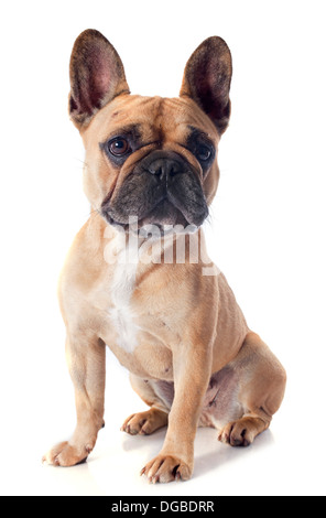 Porträt von eine reinrassige französische Bulldogge vor weißem Hintergrund Stockfoto
