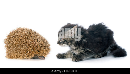 stachelige Wald Igel und Katze auf einem weißen Hintergrund Stockfoto