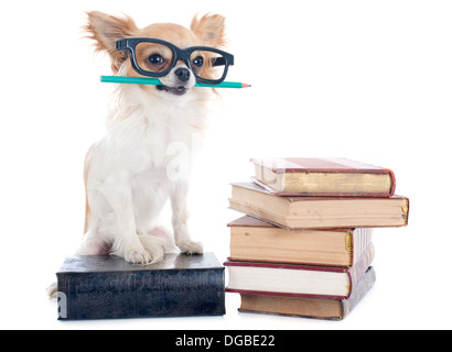 Chihuahua und Bücher vor weißem Hintergrund Stockfoto