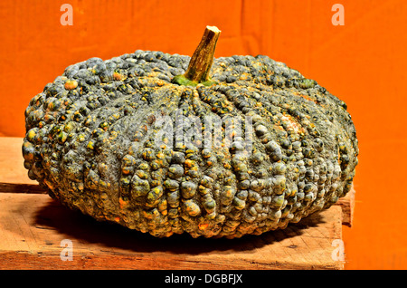 Herbstliche Kürbisse Stockfoto