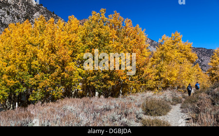 Herbst Farben Flamme Lundy Canyon in Nordkalifornien Stockfoto