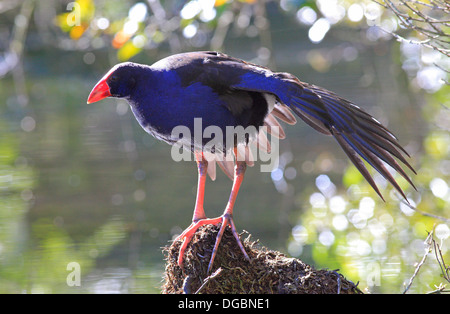 Pukeko Porphyrio Melanotus Temminck, 1820 Stockfoto