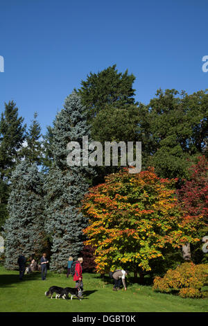 Bedale, Yorkshire, Großbritannien. 17. Oktober 2103.  Die Farben des Herbstes, wie in einem englischen Park zu sehen.   Mitglieder, die öffentliche genießen Ende Oktober Sonnenschein und sammeln von Samen und Blätter der bunten Acer Japonicum 'Vitifolium' für Blumenarrangements. Stockfoto