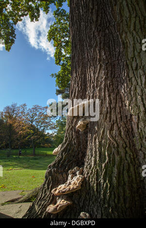 Bedale, Yorkshire, Großbritannien. 17. Oktober, 2103. Die Farben des Herbstes und die Halterung Pilze, Natur, Holz, Braun, Wald, polypore, wild, Wachstum, Amtsleitung, Pflanzen, Botanik, Parasiten, Jahreszeit, Decay, Herbst, Makro, Outdoor, Fliegenpilz, polyporus, Regal, Gelb, Nahaufnahme, Umwelt, Textur, Woodland, Kappe, Wachsen, weiß, Hintergrund, Ökologie, wachsende, Moos, rot, tot, Detail, Flora, organische, Zunder, botanischen, Biologie, Herbst-, Kräuter-, Alt, polyporales wie in Britischen Park gesehen. Mitglieder der öffentlichkeit Ende Oktober Sonnenschein genießen. Stockfoto