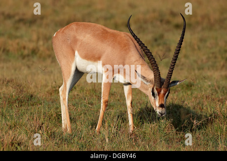 Männliche Grant es Gazelle (Nanger Granti), Lake-Nakuru-Nationalpark, Kenia Stockfoto