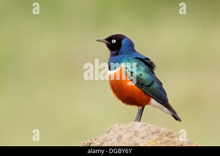 Bunte superb Starling (Glanzstare Superbus), Kenia Stockfoto