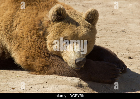 Braunbär-Porträt in Lika, Kroatien Stockfoto