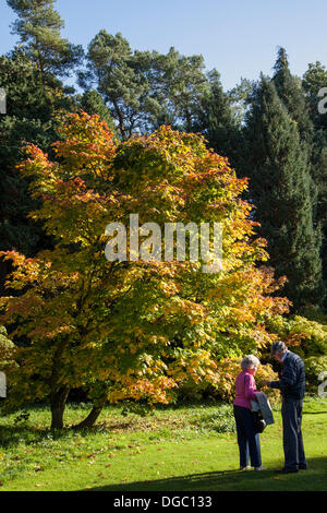 Bedale, Yorkshire, Großbritannien. 17. Oktober 2103.  Die Farben des Herbstes, wie in einem englischen Park zu sehen.   Mitglieder, die öffentliche genießen Ende Oktober Sonnenschein und sammeln von Samen und Blätter der bunten Acer Japonicum 'Vitifolium' für Blumenarrangements. Stockfoto