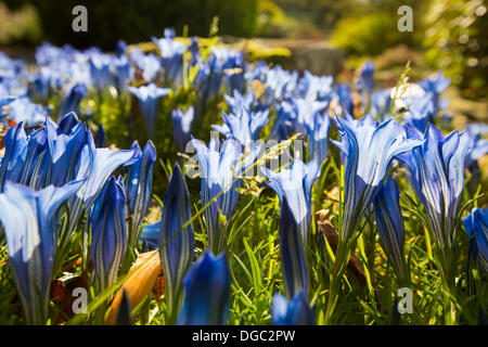 Holehird Gärten, Windermere, Lakes District, Cumbria, UK. 17. Oktober 2013. Im Herbst blühenden Enzianen in Holehird Gärten, Windermere, Lake District, Cumbria, UK. Bildnachweis: Ashley Cooper Bilder/Alamy Live News Stockfoto