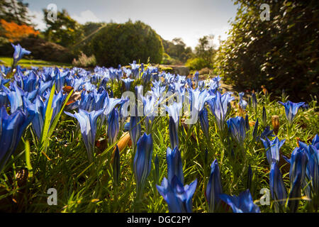 Holehird Gärten, Windermere, Lakes District, Cumbria, UK. 17. Oktober 2013. Im Herbst blühenden Enzianen in Holehird Gärten, Windermere, Lake District, Cumbria, UK. Bildnachweis: Ashley Cooper Bilder/Alamy Live News Stockfoto