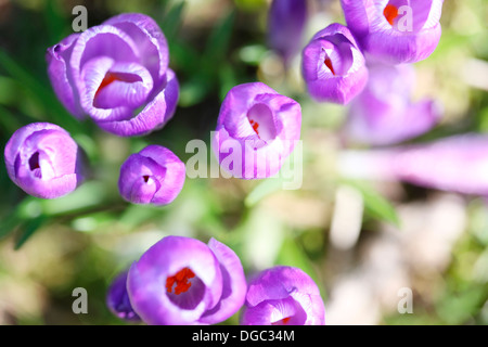 schönen Frühling Krokusse im Februar Jane Ann Butler Fotografie JABP1072 Stockfoto